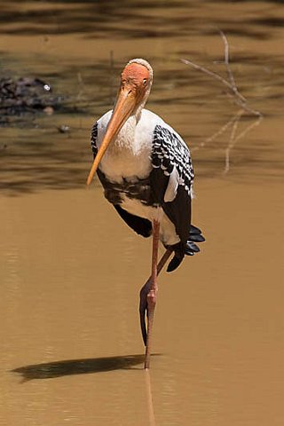 Sri Lankan Painted Stork-9212.jpg